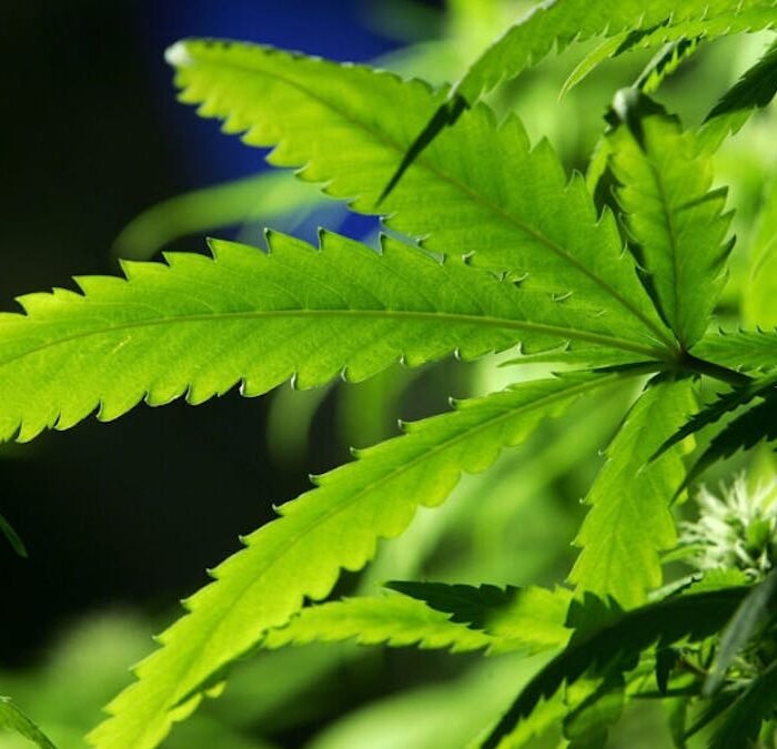 U.S. Officials Warn Travelers: Forgotten Cannabis Could Mean Years in Foreign Prison
