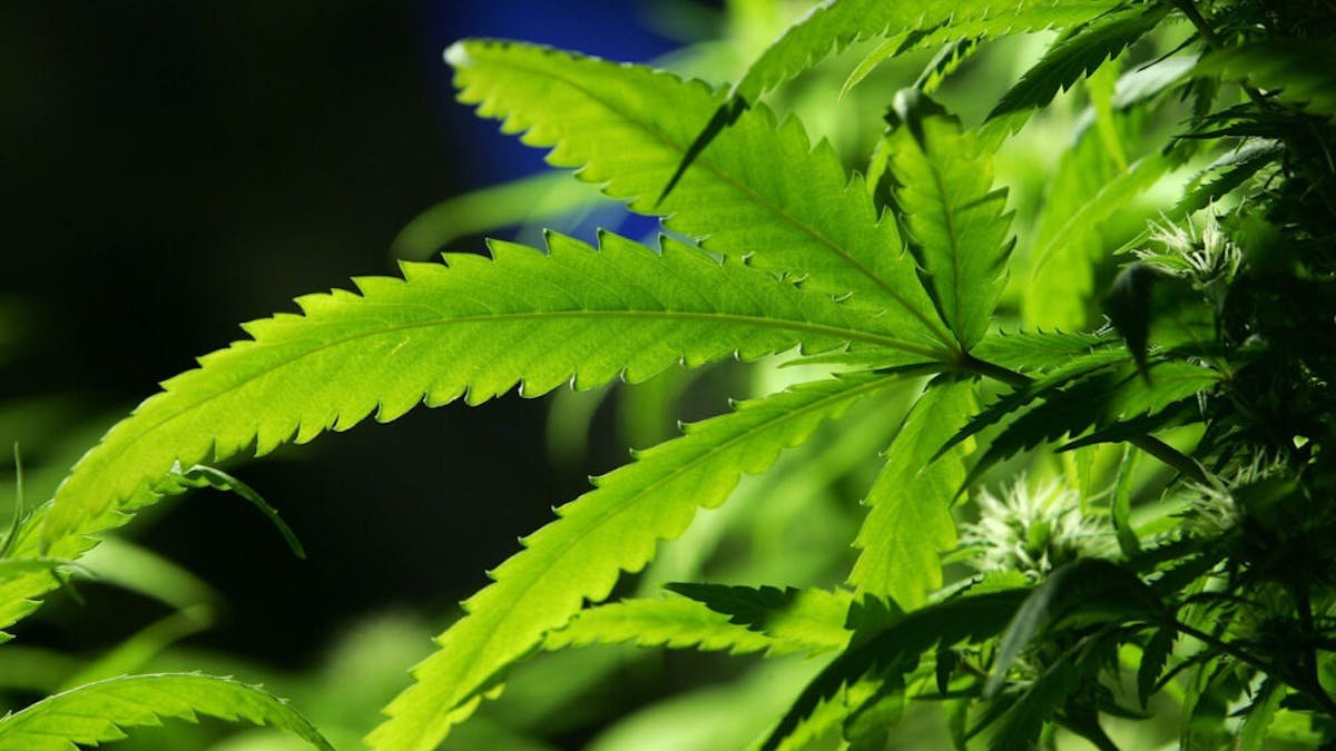 Cannabis in Luggage: How a Common Travel Oversight Could Lead to Prison Time Abroad