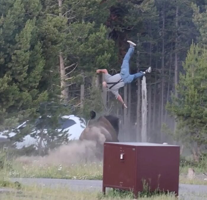 Yellowstone Bison Attack Victim Recounts Protecting Grandson During Violent Encounter