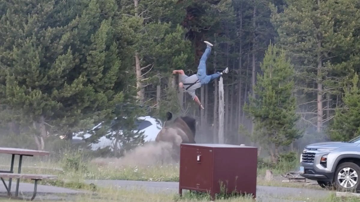 Yellowstone Bison Attack Victim Recounts Protecting Grandson During Violent Encounter