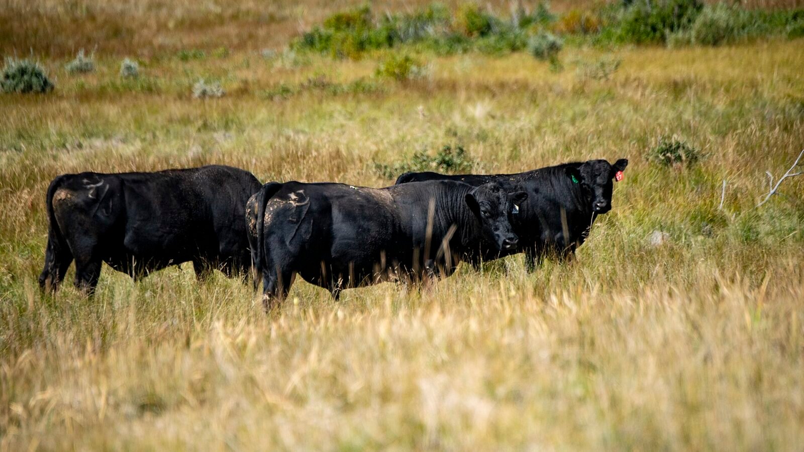 Trump's Beef Import Plan Could Backfire, Critics Warn of Long-Term Price Surge