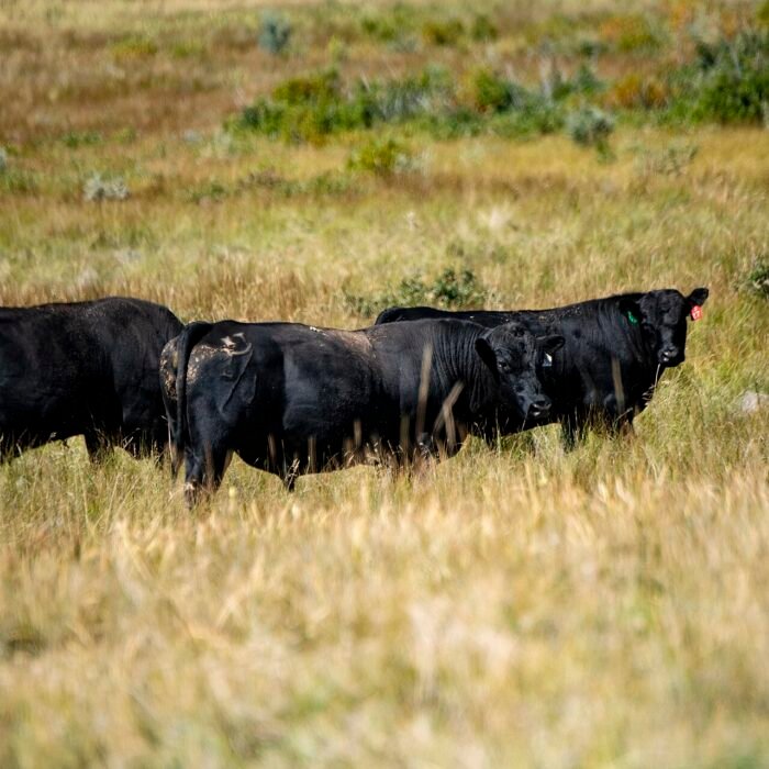 Trump's Beef Import Plan Could Backfire, Critics Warn of Long-Term Price Surge