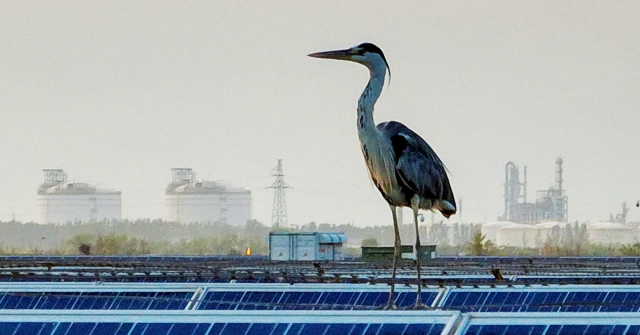 Study: China's Solar Boom Cuts Bird Diversity, Sparks 'Green Dilemma'