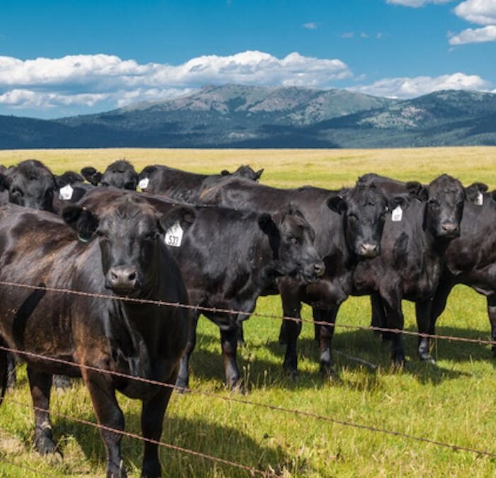 How Washington's Beef Policy Changes Quietly Ruined the American Hamburger