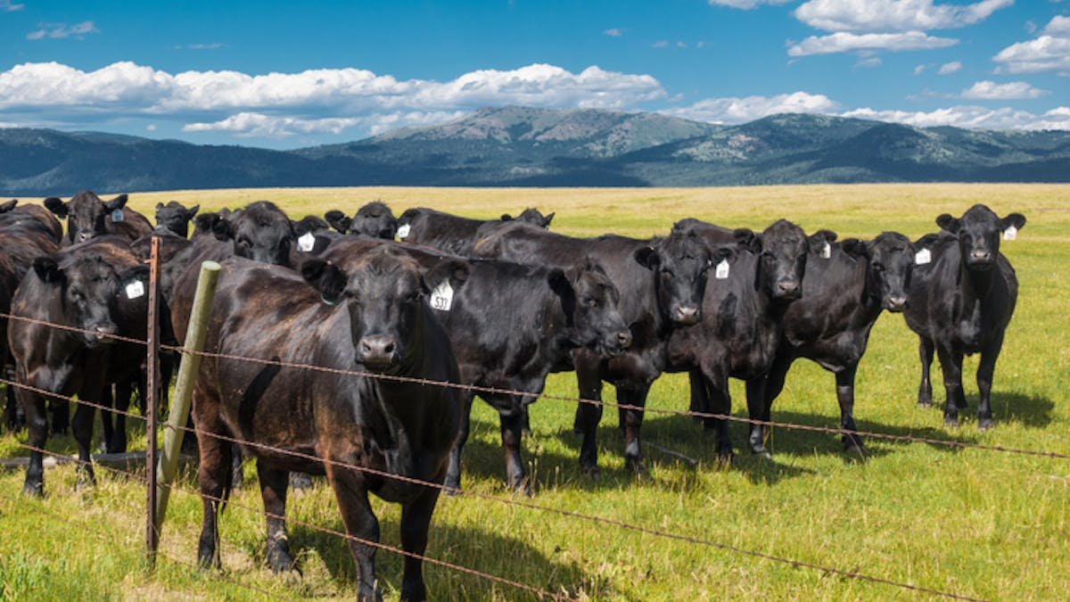 How Washington's Beef Policy Changes Quietly Ruined the American Hamburger