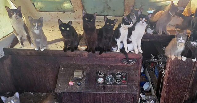 That's All for Meow: Washington Police Rescue 60 Cats From Abandoned Sailboat