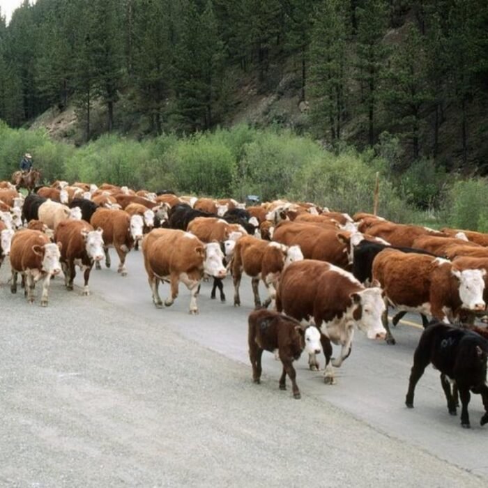 Who Pays While the Herd Rebuilds? The Beef Debate Forgets the Consumer