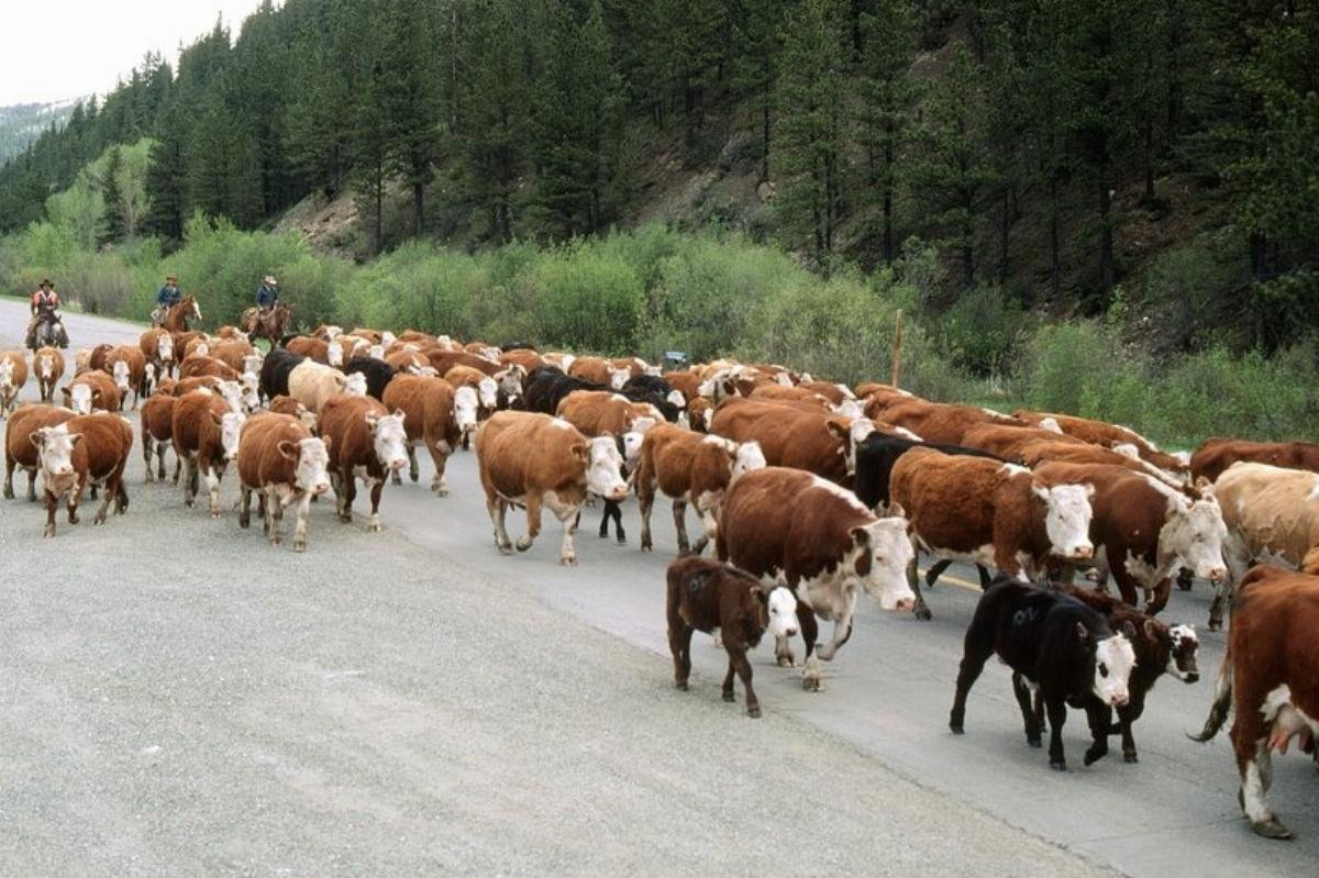 Who Pays While the Herd Rebuilds? The Beef Debate Forgets the Consumer