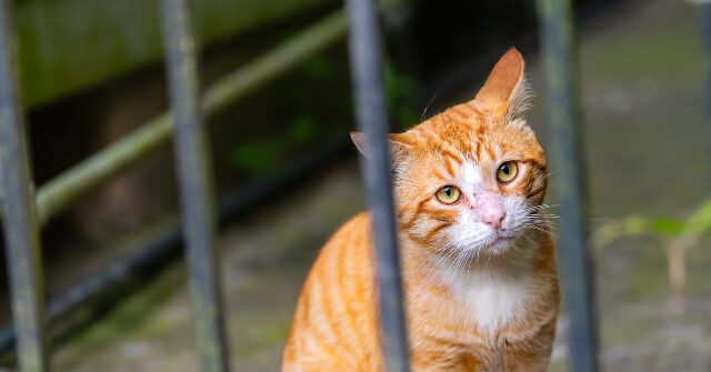 Florida Mail Carrier Arrested After 100 Pets Found Trapped in Sweltering Home