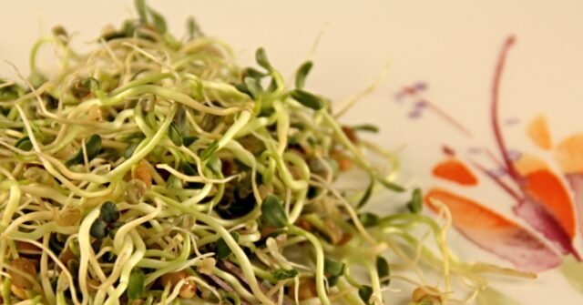 Sprout-Borne Outbreak Sickens 41 in Minnesota, Wisconsin; Grower Linked