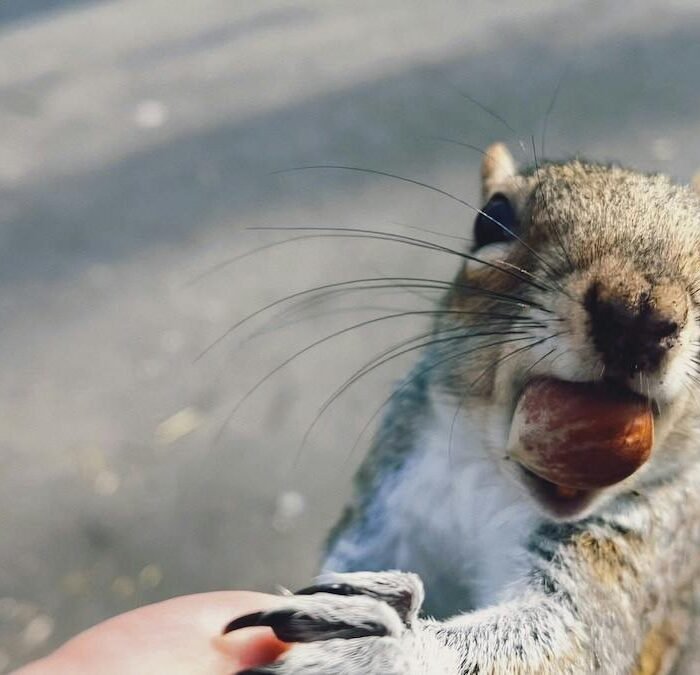 Squirrel Cook-Off Started as a Lie to Impress TV Producers — Now It Draws 5,600 to Arkansas