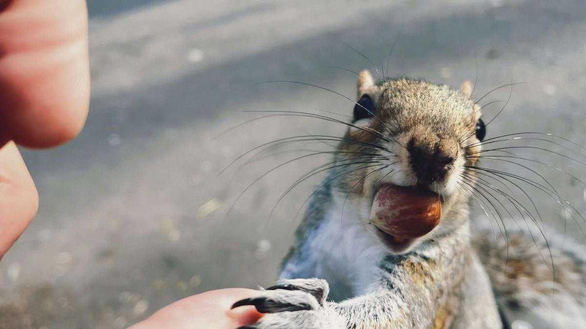 Squirrel Cook-Off Started as a Lie to Impress TV Producers — Now It Draws 5,600 to Arkansas