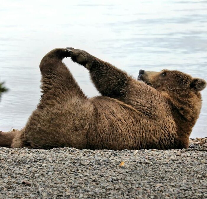 Fat Bear Week Returns, Elizabeth Holmes Becomes a Meme, and a Desert Blooms