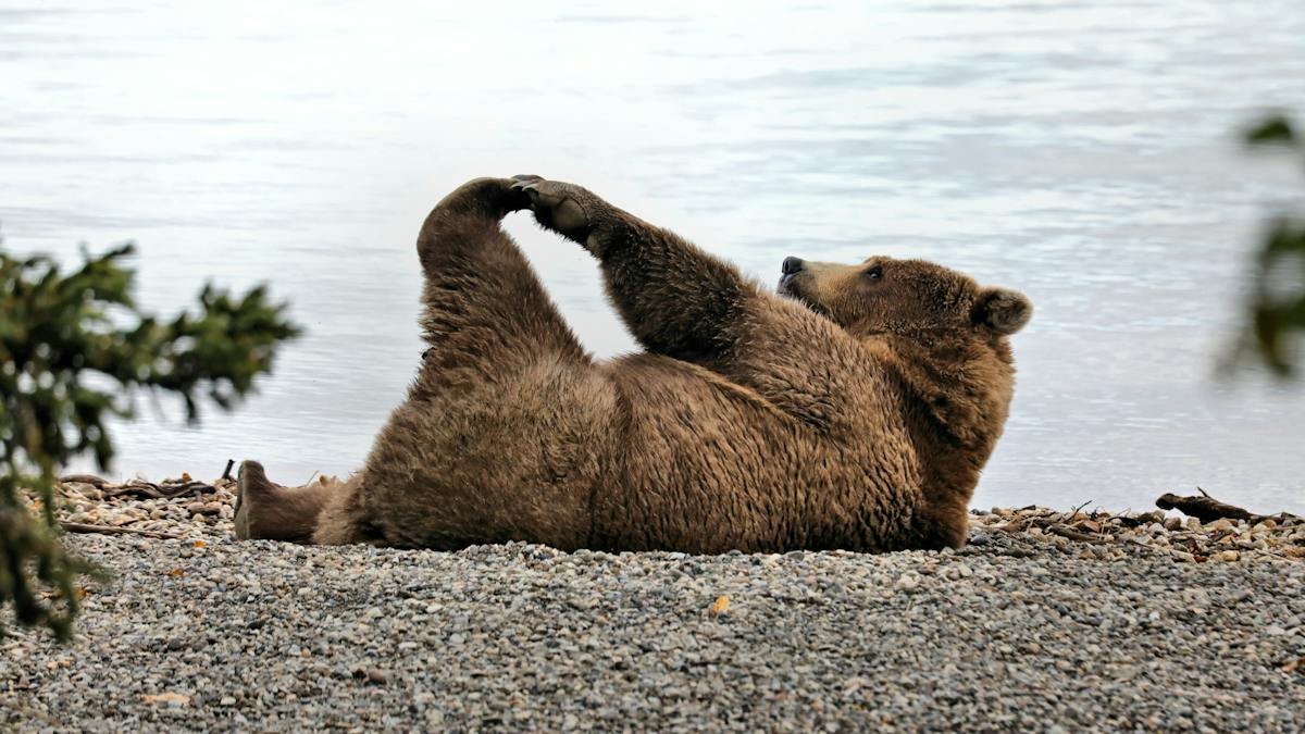 Fat Bear Week Returns, Elizabeth Holmes Becomes a Meme, and a Desert Blooms