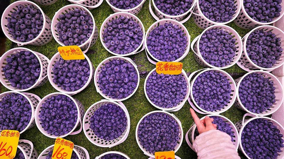 Driscoll's Built China's Blueberry Market. Chinese Growers Copied Its Varieties — and Prices Collapsed