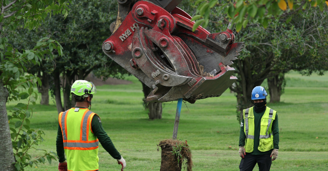 Trump's DC Cleanup Reaches East Potomac Park as NPS Hauls Away Debris and Hazardous Trees