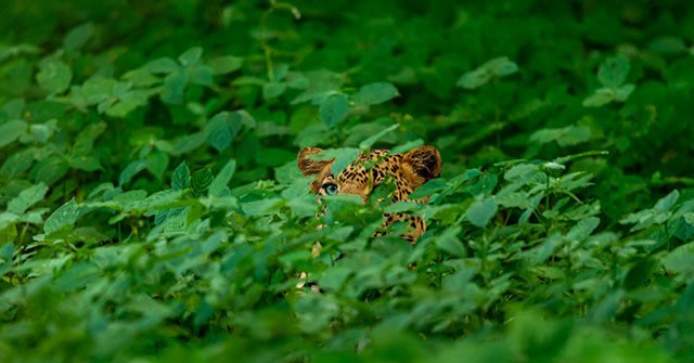 Scientists Identify First New Wild Cat Species in 100 Years: The Tiny Tilcayo Tiger Cat