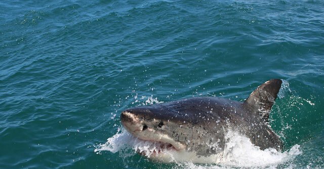 Great White Shark Devours Seal in Shallow Nantucket Waters as Island's Shark Season Intensifies