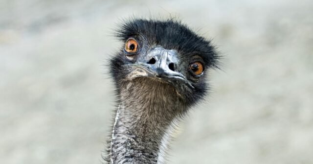 Watch: Rookie Aussie Cop Can't Catch Runaway Emu in Viral Chase — and Police Are Using It to Recruit