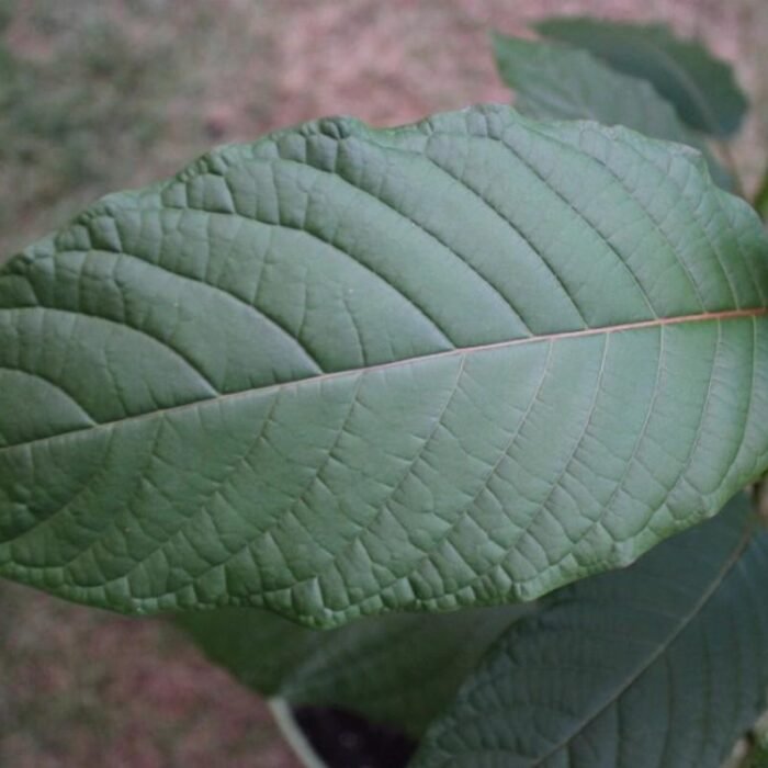 Kratom and the Ole Miss Deaths: Did 'Gas Station Heroin' Really Kill Two Students?