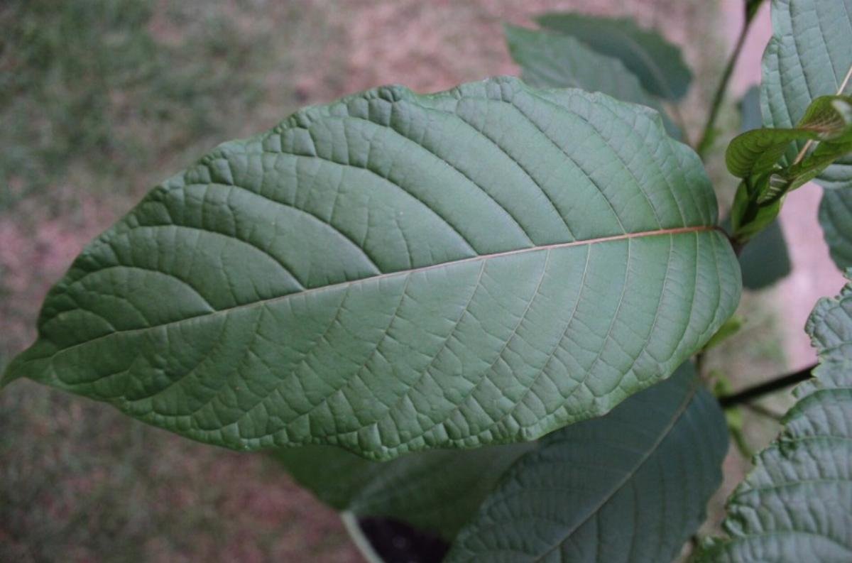 Kratom and the Ole Miss Deaths: Did 'Gas Station Heroin' Really Kill Two Students?