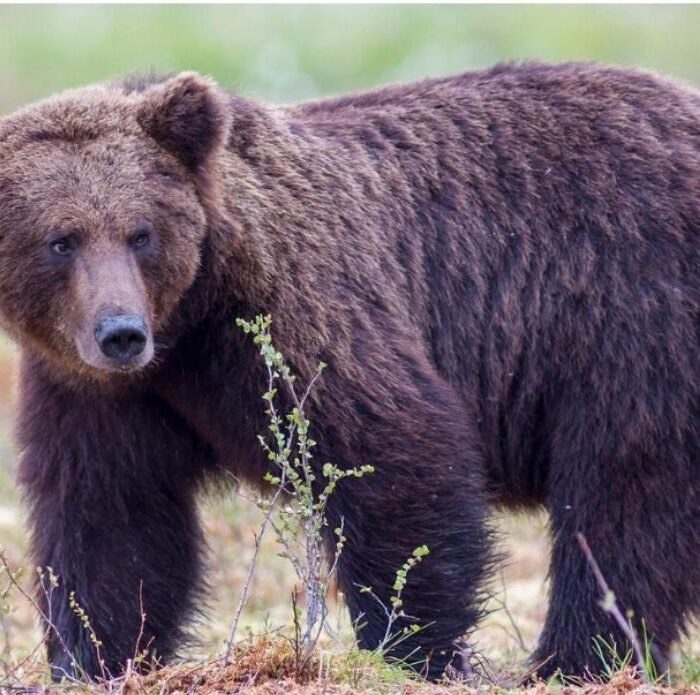 Bear 'identifies' as 'they': A neighbor's progressive loyalty hits a new low