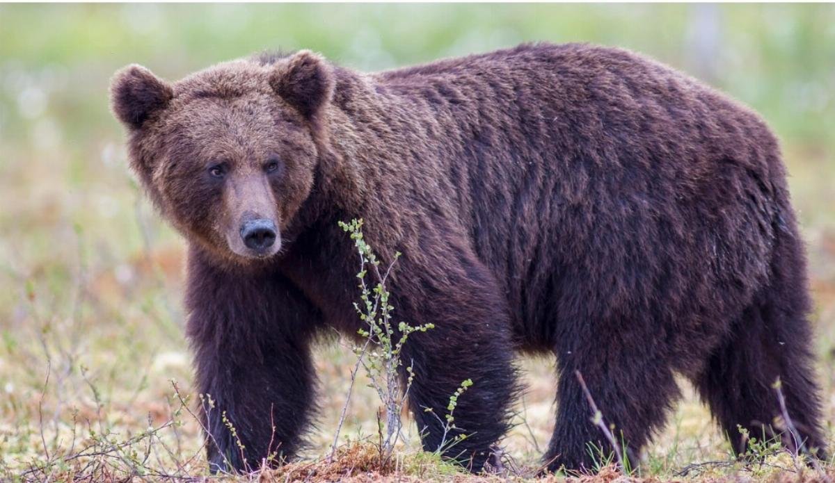 Bear 'identifies' as 'they': A neighbor's progressive loyalty hits a new low