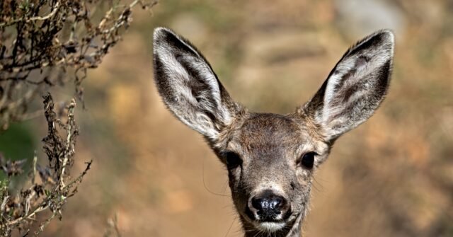 California Approves Armed Shooters to Wipe Out Catalina Island's 2,000 Mule Deer